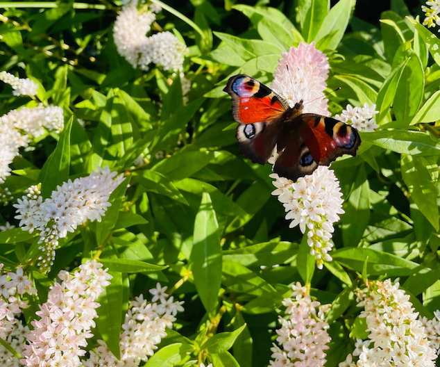 Butterfly.png
